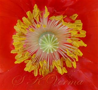  Pistil and Stamens